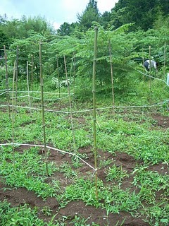 Community Garden Lemon Begins 150