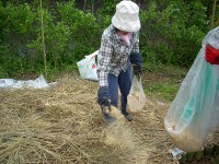 A scattering of rice husks