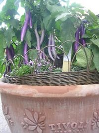 Aa+long+purple+egg+plant